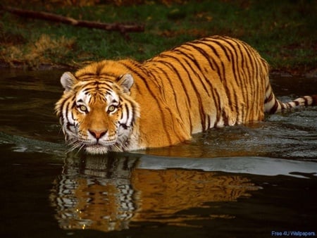 Tiger - nature, animals