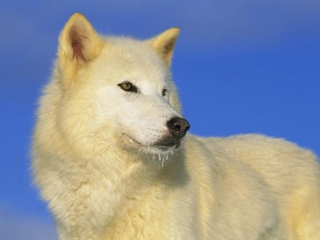 white wolf - nature, animals