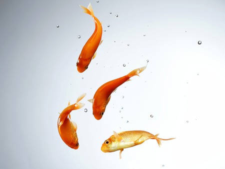 Goldfish - fish, water