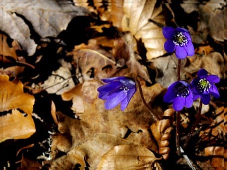 Thriving - growing, purple, brown, dry, leaves