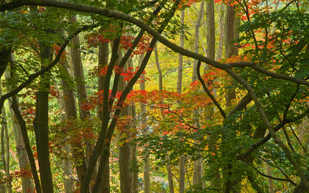 Autumn Wallpaper - colours, leafs, trees, nature, autumn, forest