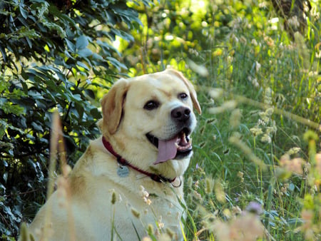 Aaroon the Labrador - dog, aaron, labrador, tongue