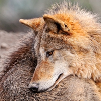 Mongolian Wolf looking down