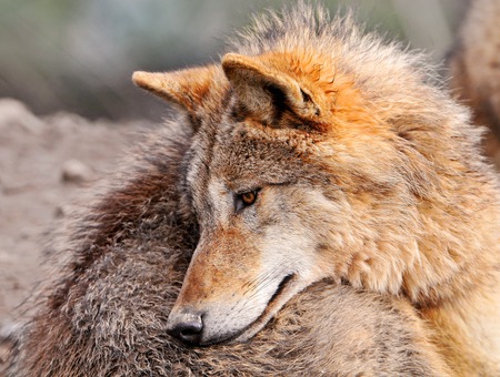 Mongolian Wolf looking down - wolf, mongolian