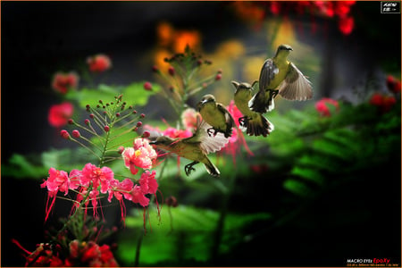 Hummingbirds in flight - stems, hummingbirds, wings, flutter, bird, feeding, hummingbird, leaves, green, flight, flowers, birds, flower