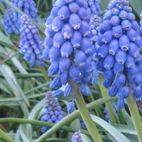 Bluebells in Spring