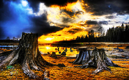 The Outcome - forest, pond, land, ray, reflection, clouds, tree trunk