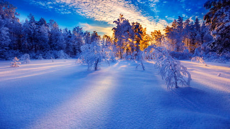 Winter After - sky, oak trees, forest, clouds, blue, snow, ray, sunrise