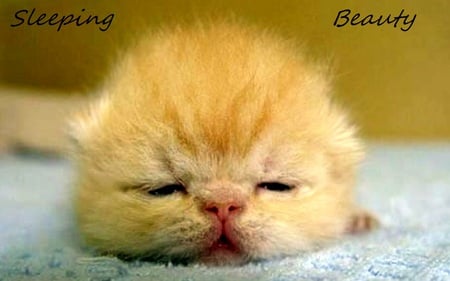 sleeping beauty - sleeping, cute, cat, animals