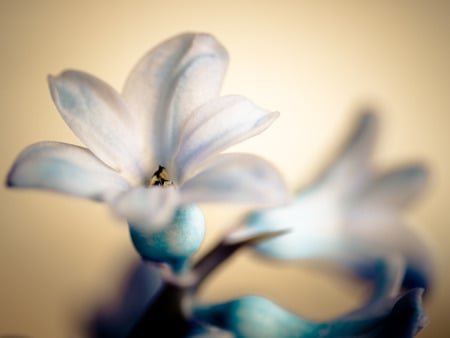 white flower - white, nature, innocence, pretty, flower