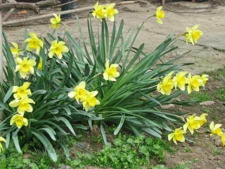 yellow daffodils - yellow, narcise, daffodils, nature