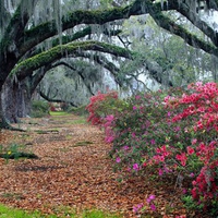 Oaks and azaleas