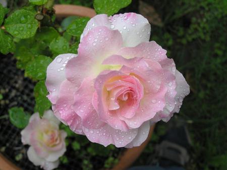 For  Tam  - flowers, pretty, roses, beautiful, rose, love, flower, pink