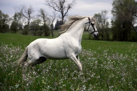 Southern Lady - white, grass, gallop, horse