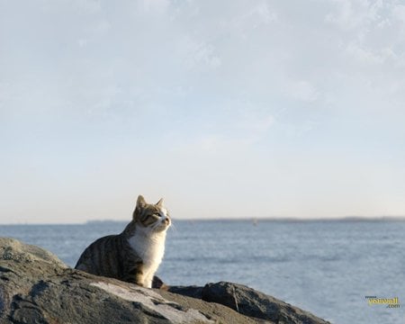 Cat - water, nature, beautiful, cat