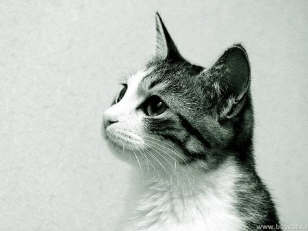 Cat - beautiful, cat