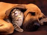 Cat and Dog