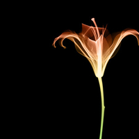 abstract flower