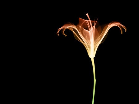 abstract flower - beautiful, flower, abstract, black