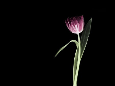 abstract flower - abstract, black, flower, beautiful