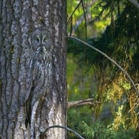 Tree owl