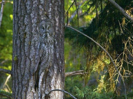 Tree owl - tree, owl, camouflage, woods