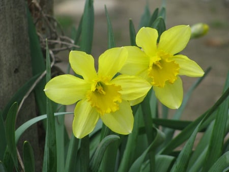 yellow daffodils - nature, daffodil, narcise, yellow