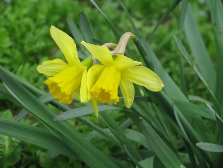 yellow daffodils - yellow, narcise, daffodils, nature