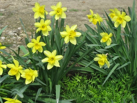 yellow daffodils - yellow, narcise, daffodils, nature