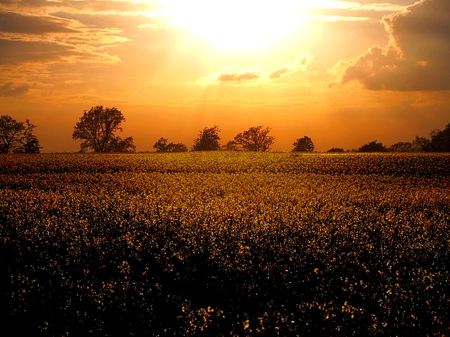 YELLOW FIELD - trees, sunset, nature, evening, plants, field, orange