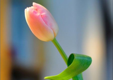 pink tulip - flower, unique, pink, beautiful, lovely, tulip, love