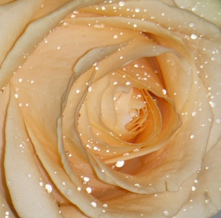 rose - romantic, water, rose, lovely, drops, flower