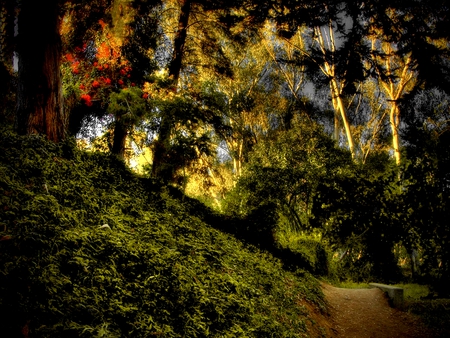 LIGHTED FOREST - rays, sunlight, forest, light, sun, green, path