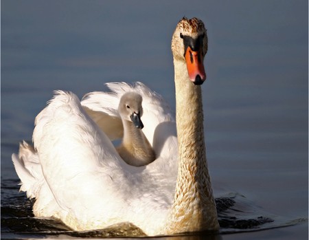 Mother Care - picture, swan, mother care, beautiful