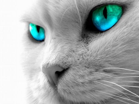 Purr-fect eyes - pretty, grey, cat, soft, eyes, blue, green