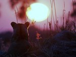 Lion sunset