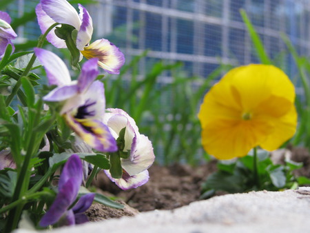 Beauty flowers - flowers, yellow