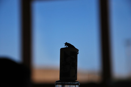 Bug - black, glass, stopper, bug