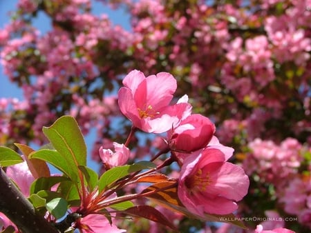 Apple Blossoms - nature, flowers