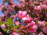 Apple Blossoms