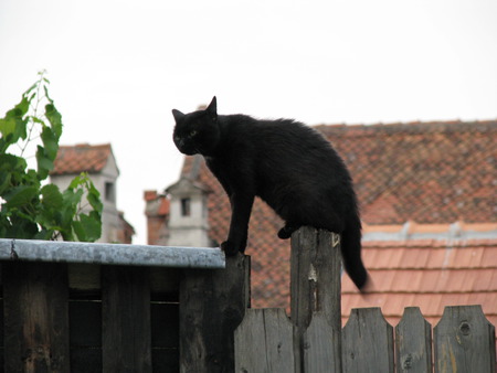 Sad kitty - brasov, cat, red, black