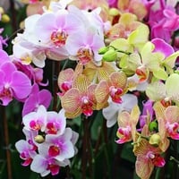 Colorful Orchids