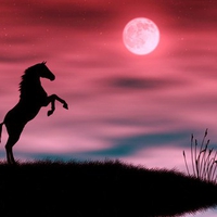 Moon stallion