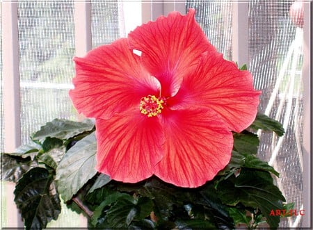 Pink Hibiscus - flowers, nature, hibiscus