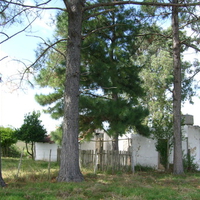 Old house near trees