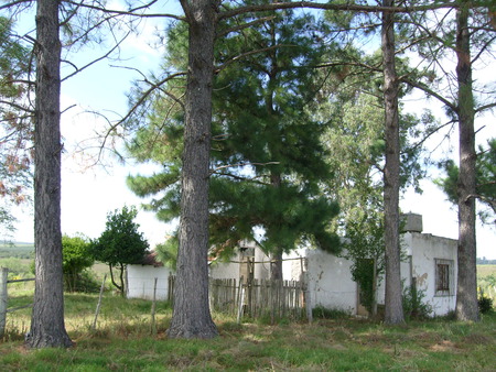 Old house near trees - green, house, trees, wall