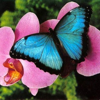 Blue butterfly at pink flower