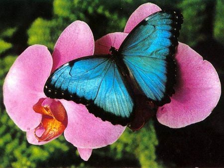 Blue butterfly at pink flower - butterfly, blue, flower, pink