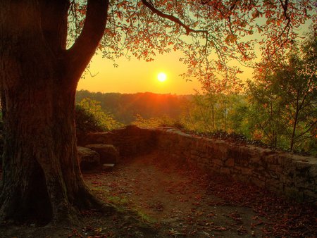 Golden sunset - tree, sunset, sun, wall