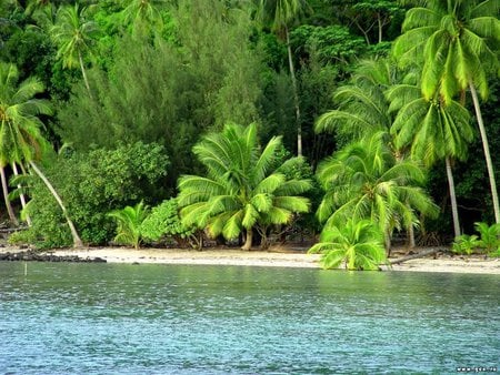 Green beach - beach, palm, water